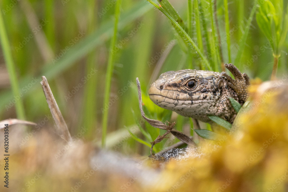 Mauereidechse (Podarcis muralis) Mauereidechse (Podarcis muralis)