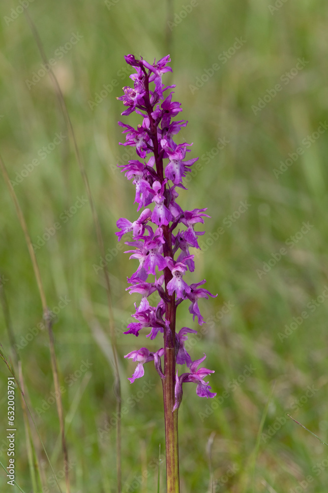 Obraz premium Knabenkraut-Orchidee in der Eifel