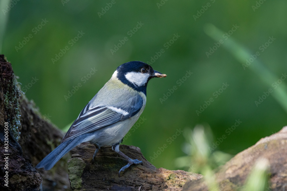 Kohlmeise (Parus major) Kohlmeise (Parus major)