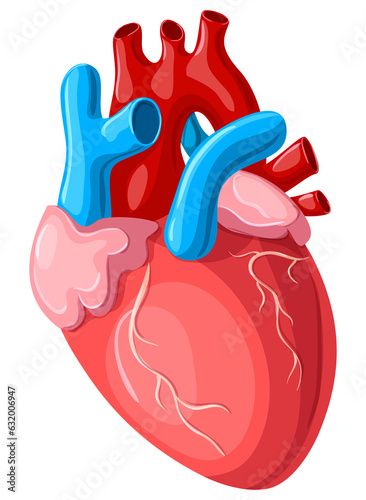 human heart anatomy, Human Heart illustration with transparent and white background, Anatomy of human heart to use on different websites, applications and for research papers.