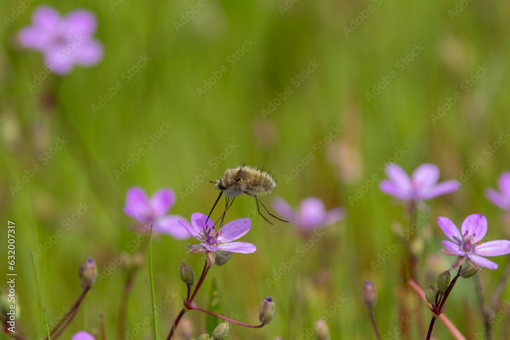 Wollschweber (Bombyliidae), Wollschweber (Bombyliidae),