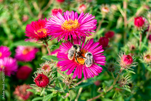 Beautiful wild flower winged bee on background foliage meadow