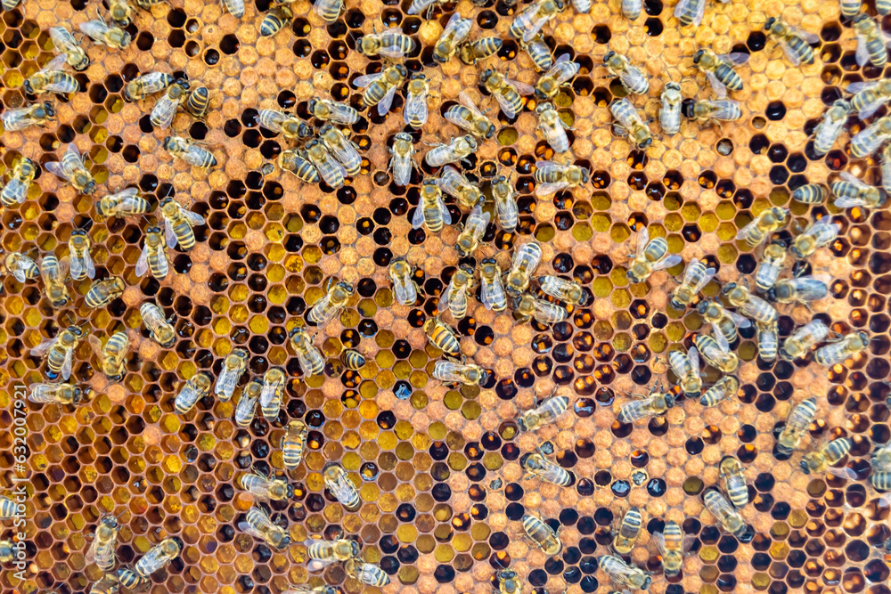 Abstract hexagon structure is honeycomb from bee hive filled Abstract hexagon structure is honeycomb from bee hive filled