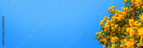 Yellow bells flowers green leaves blue sky background, tecoma trumpet bush, beautiful flower branch border, decorative frame design, natural floral decoration, greeting card template, text copy space