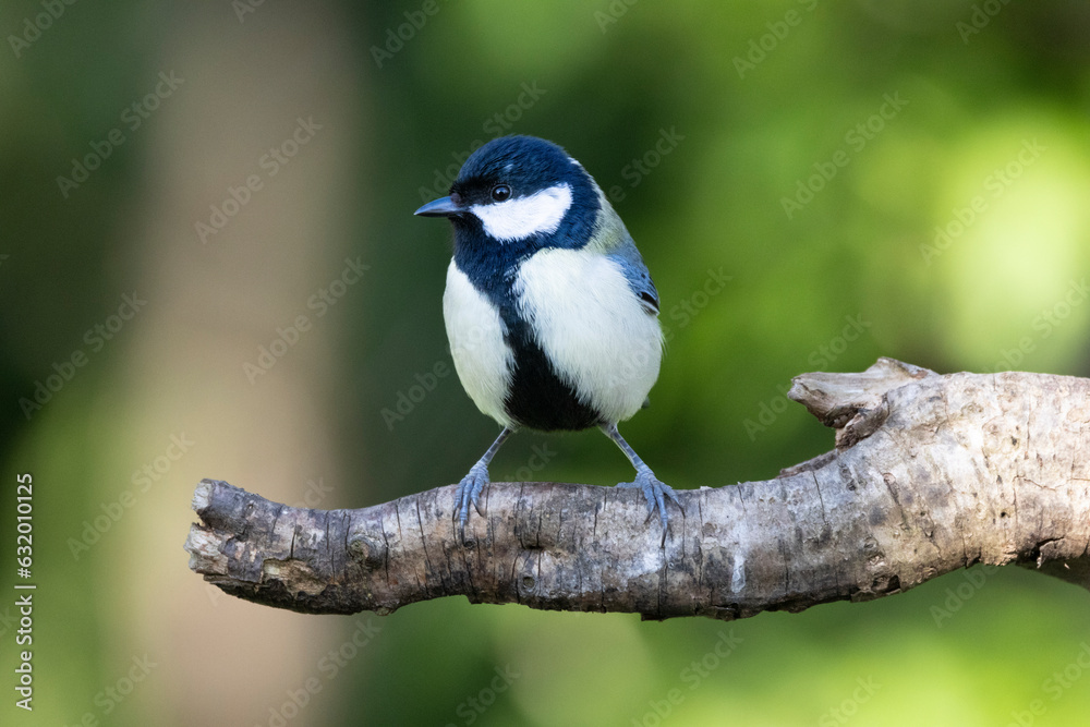 Obraz premium Kohlmeise (Parus major)
