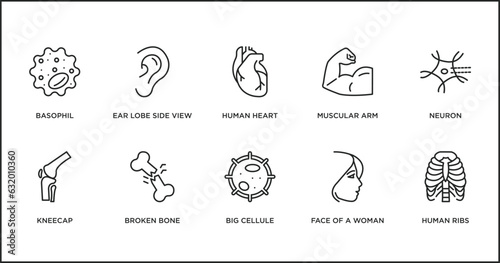 human body parts outline icons set. thin line icons such as human heart, muscular arm, neuron, kneecap, broken bone, big cellule, face of a woman vector.