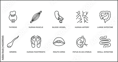 human body parts outline icons set. thin line icons such as blood vessel, human artery, large intestine, sperms, human footprints, mouth open, fetus in an uterus vector.