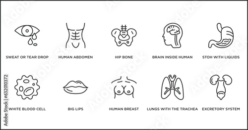human body parts outline icons set. thin line icons such as hip bone, brain inside human head, stoh with liquids, white blood cell, big lips, human breast, lungs with the trachea vector.