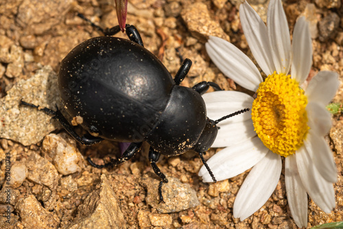 Blood beetle Timarcha tenebricosa is a beetle belonging to the Chrysomelidae family photo