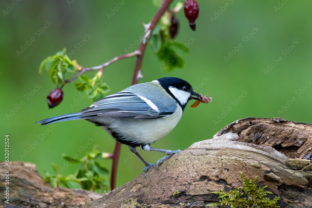 Fototapeta premium Kohlmeise (Parus major)