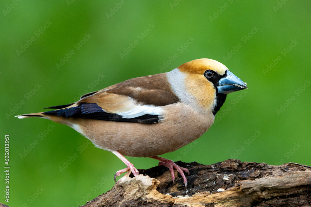 Kernbeißer (Coccothraustes coccothraustes) Kernbeißer (Coccothraustes coccothraustes)