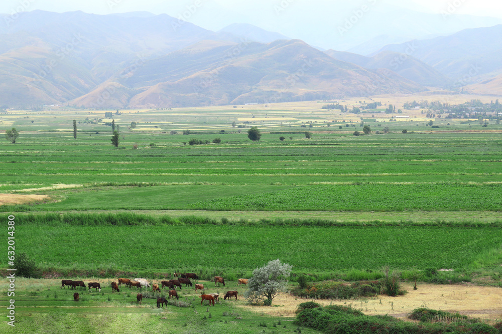 Fototapeta premium horses in a meadow against the background of mountains