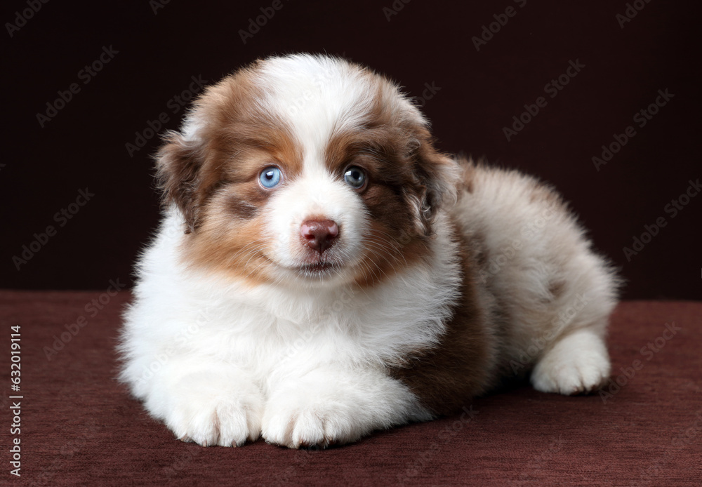 Cute fluffy miniature american shepherd puppy