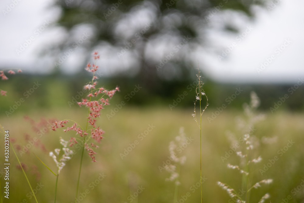 Blurred close-up flower of grass in the middle of a meadow against a background of trees and sky. Blurred close-up flower of grass in the middle of a meadow against a background of trees and sky.