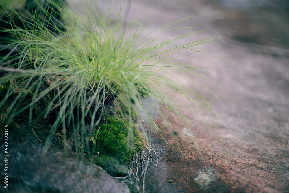 grass in the wind grass in the wind