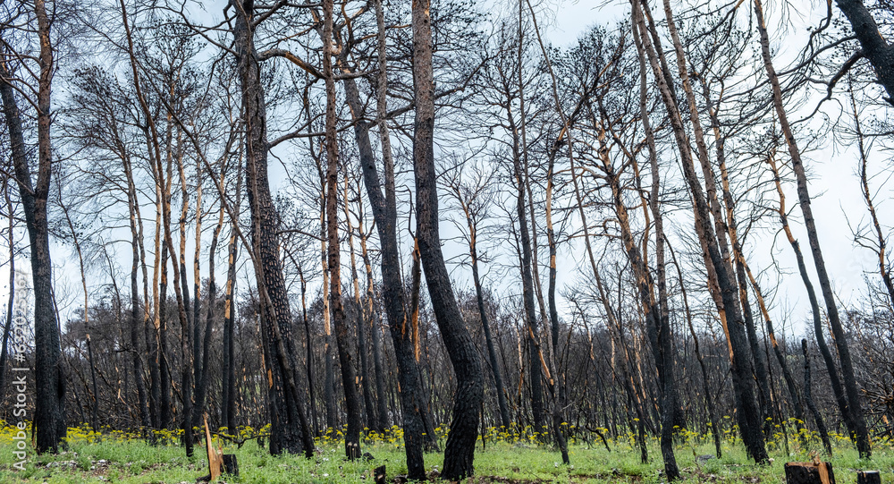 Burned trees in a forest with mountain Burned trees in a forest with mountain