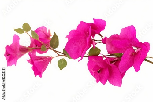 Blooming branch  flowers and inflorescence of bougainvillea isolated on white background. Element for design close-up  Generative AI