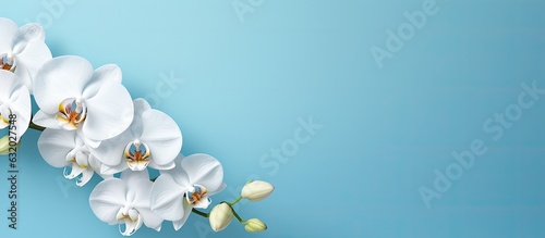 A white Phalaenopsis orchid is blooming on a blue background, with space on the left side for text.