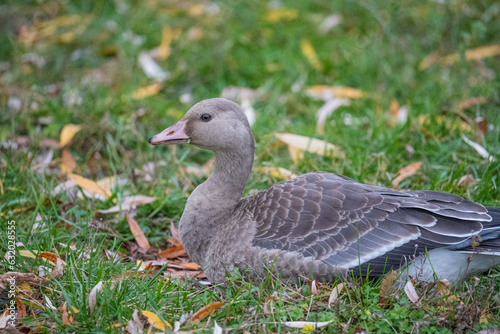 white-fronted goose bird seets in a green grass photo