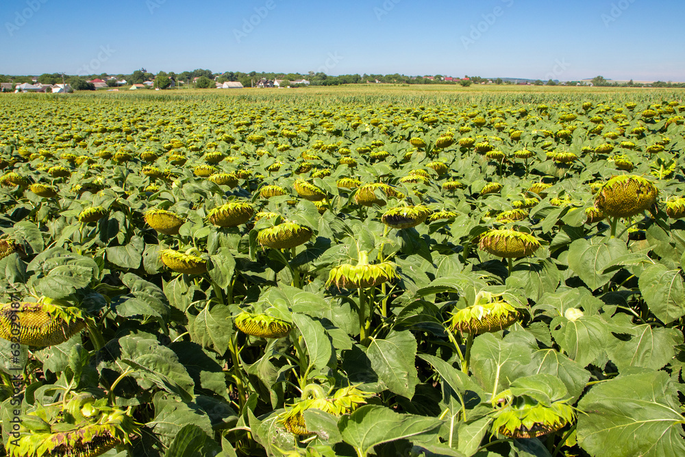 A field of green sunflowers