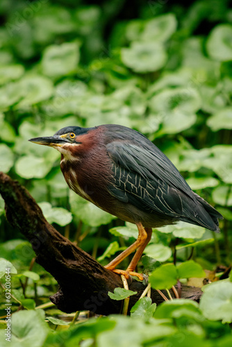 Green heron on a branch