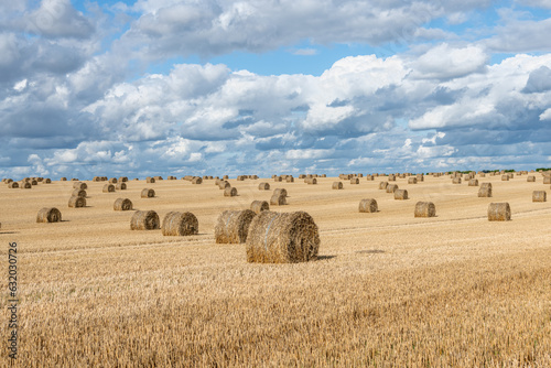 Balles de pailles dans un champ de blé après la moisson après un orage. Ciel nuageux photo