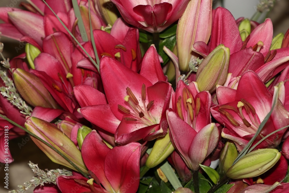 Nice colorful lily blossom Nice colorful lily blossom