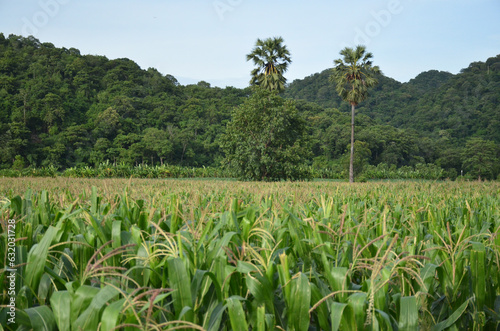 The atmosphere beside the farming road next to the mountain.