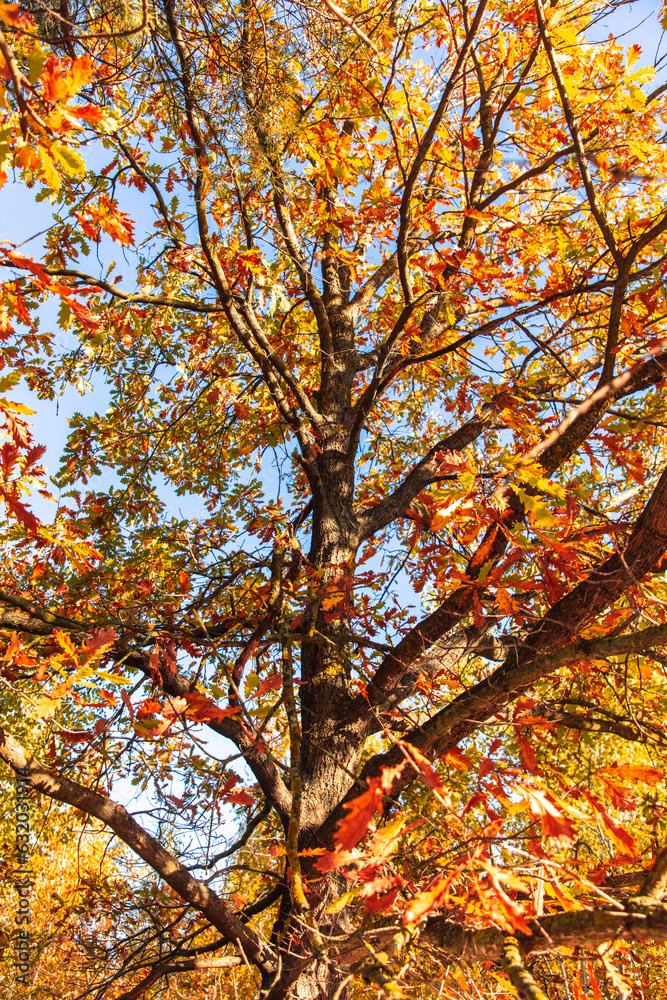 Autumn oak leaves in the park. Nature. Autumn oak leaves in the park. Nature.
