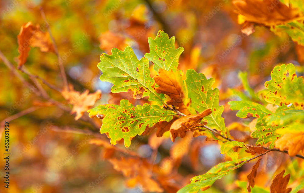 Autumn oak leaves in the park. Nature. Autumn oak leaves in the park. Nature.