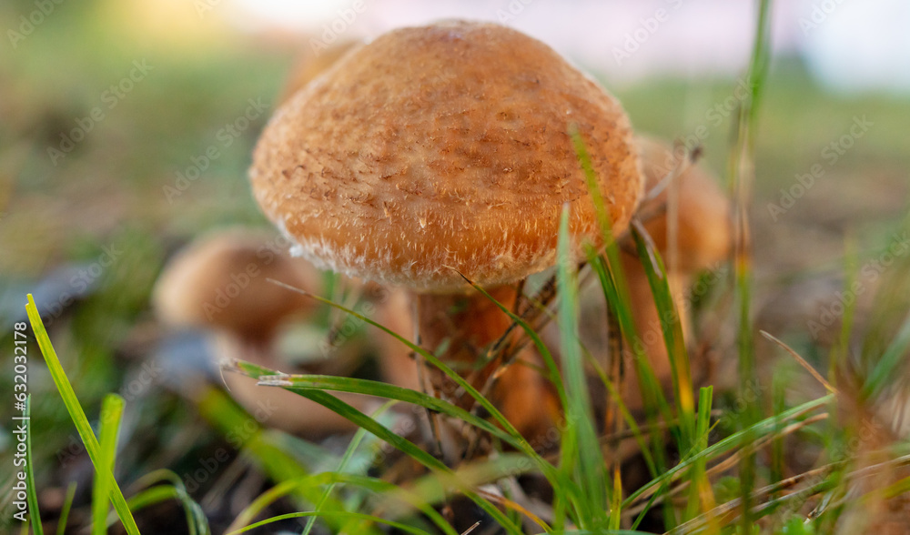 Honey mushrooms grow in the autumn forest. Close-up Honey mushrooms grow in the autumn forest. Close-up