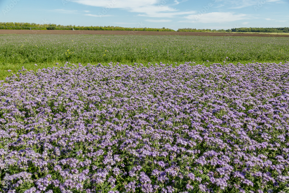 Lacy phacelia, blue tansy or purple tansy. Phacelia tanacetifolia