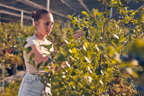 Valokuva Teenager picking blueberries on a family farm as a summer part-time job