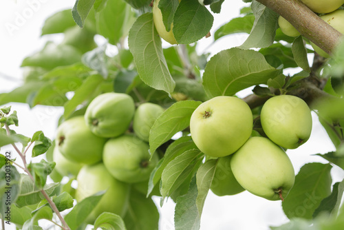 Ripening green apples on a tree in a garden