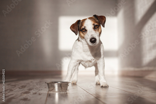 Cute dog eating food from bowl © Tatyana Gladskih