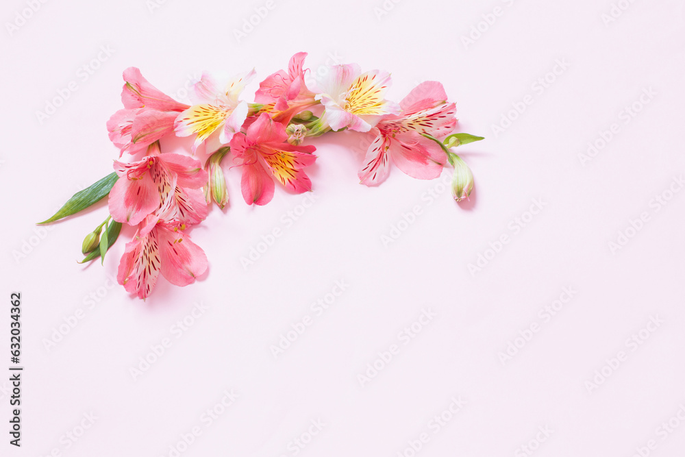 alstroemeria flowers on pink background