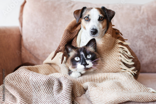 Dog and cat together under broun cozy blanket photo