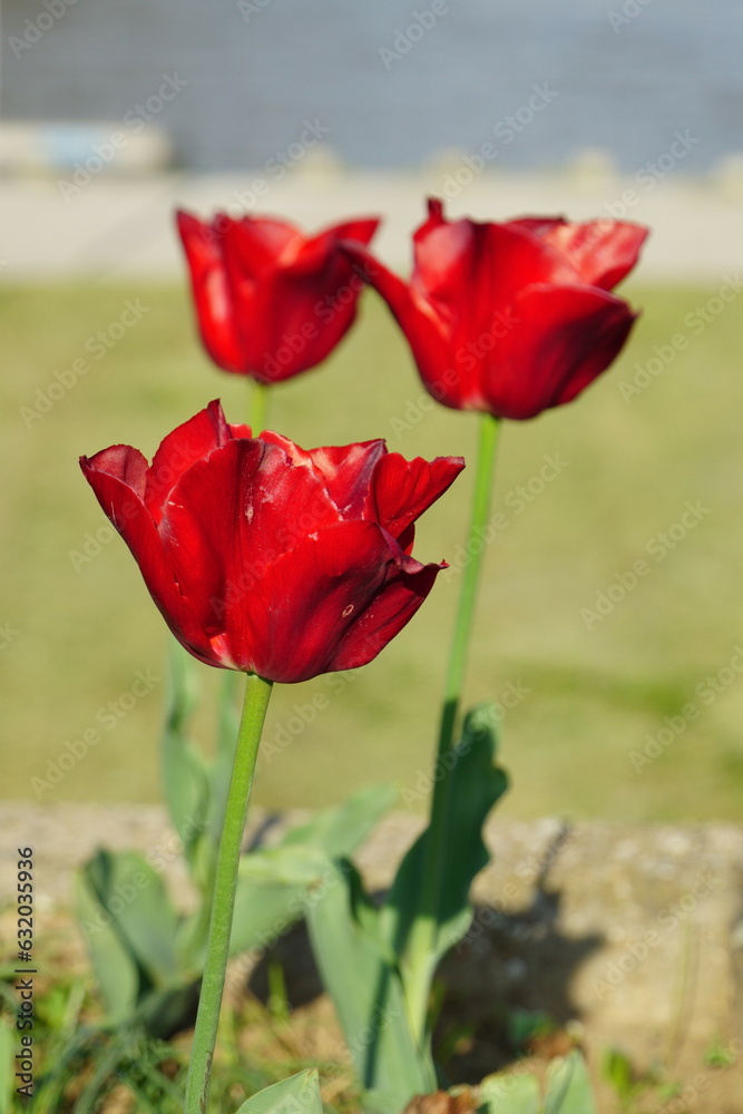Red tulip (Tulipa) flowers in spring. Red tulip (Tulipa) flowers in spring.