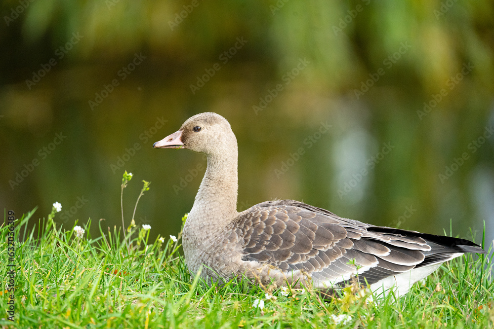 white-fronted goose bird seats in a green grass white-fronted goose bird seats in a green grass