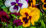White, purple, yellow and red colored pansies from above. Detail of a green garden.