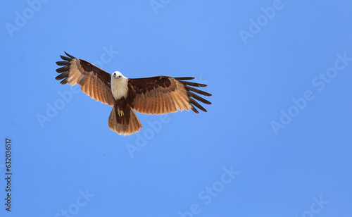 eagle in flight