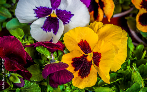 White, purple, yellow and red colored pansies from above. Detail of a green garden.