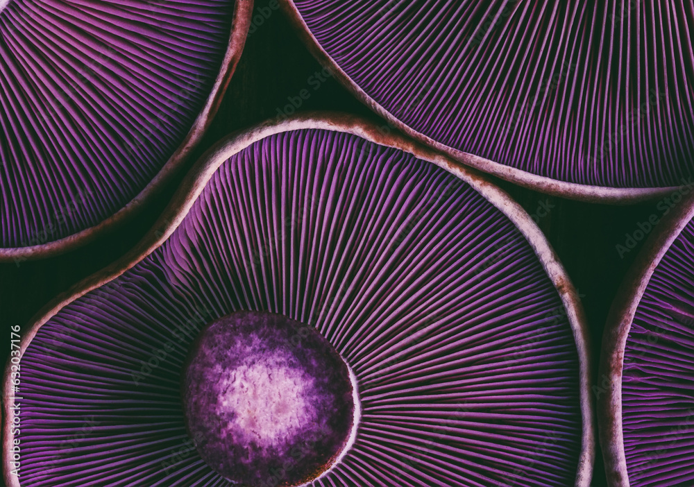textured background of mushrooms purple lepista close-up