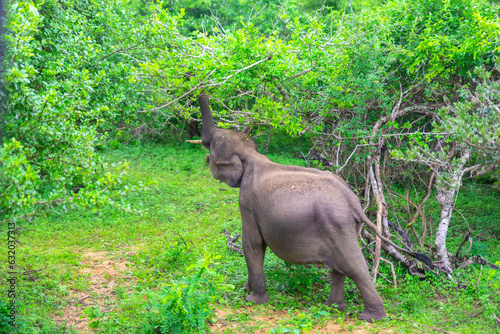 young elephant in wildlife safari yale