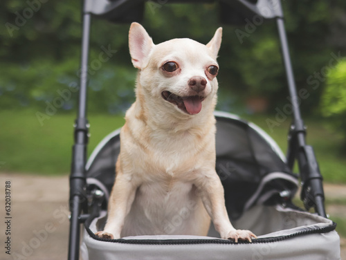 Fototapeta Naklejka Na Ścianę i Meble -  brown short hair chihuahua dog standing in pet stroller on cement floor with purple flowers and green garden background. Smiling and looking away curiously.