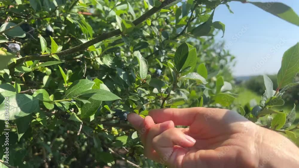 Close up of hand picking blueberries in sunny day. Fresh and ripe organic blueberries grow in a garden on a summer day. Blueberry crop before harvest. Close up of hand picking blueberries in sunny day. Fresh and ripe organic blueberries grow in a garden on a summer day. Blueberry crop before harvest.
