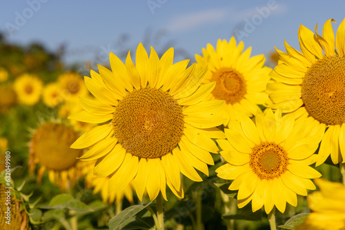 The sunflower field in rural Croatia