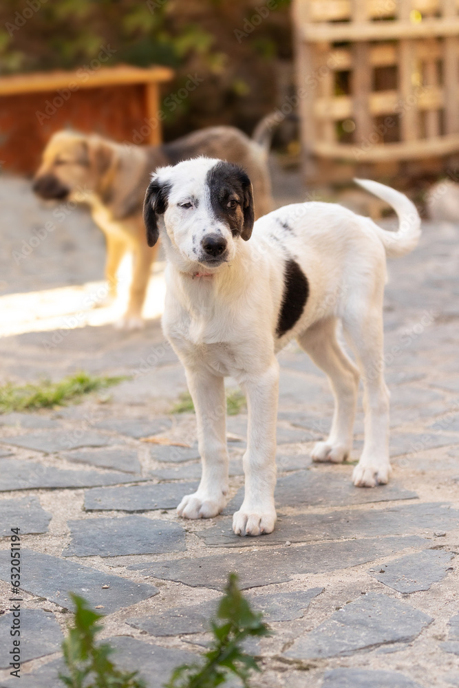 White and black Dog puppy with sad eyes in the shelter, waiting for adoption, close-up portrait White and black Dog puppy with sad eyes in the shelter, waiting for adoption, close-up portrait