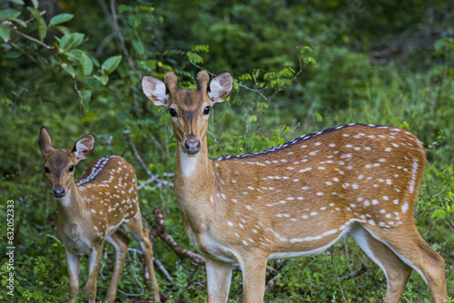 deer in the forest