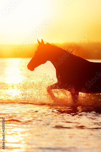 Horse run in water in sunset light